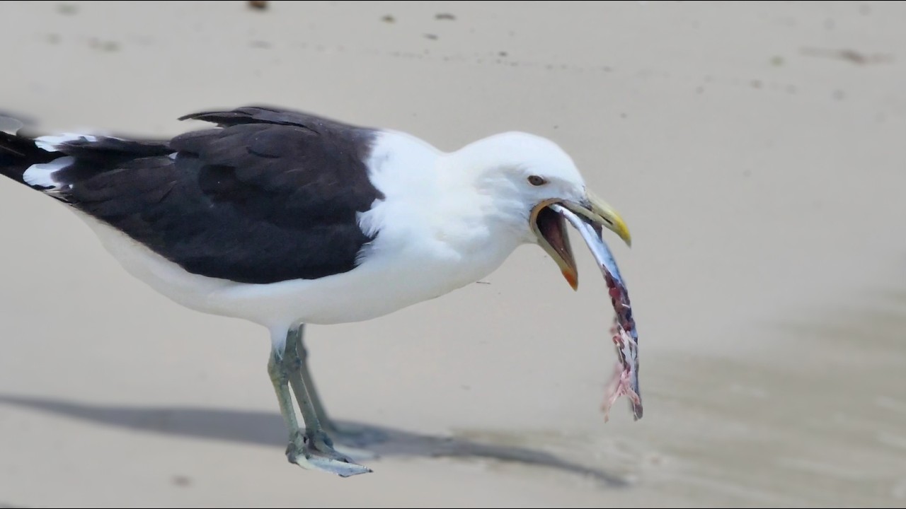 Kelp Gulls vs. Dead fish