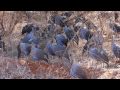 Kenya Safari 2