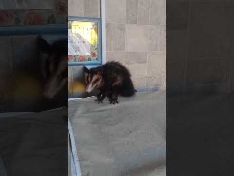 BOMBEIROS RESGATAM GAMBÁ NO BAIRRO ROÇADO, EM SÃO JOSÉ NA REGIÃO METROPOLITANA DE FLORIANÓPOLIS