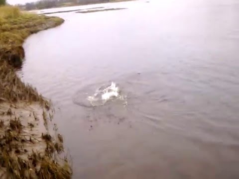 Lohi kiinni (OS Retkipalvelut .fi) Salmon 8,2 lb