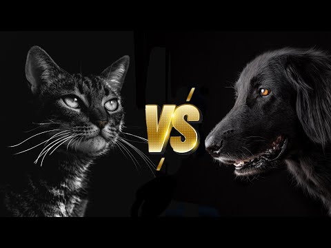 Cat or Dog? Which Pet Is Better To Have And Easier To Take Care Of?