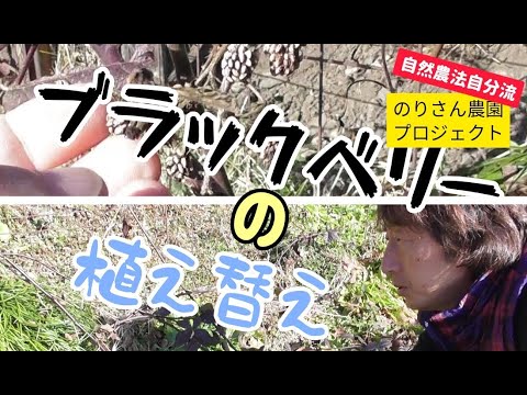 ブラッククロウベリー 植物