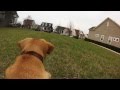 Ruby Playing Fetch Full Resolution
