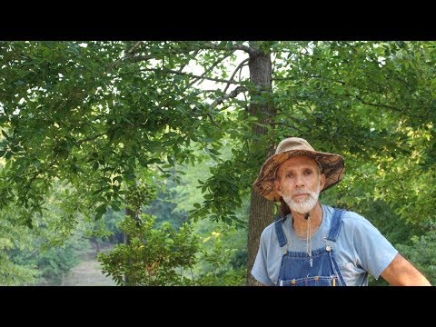 download lagu mp3 mp4 Nyssa Sylvatica Leaves, download lagu Nyssa Sylvatica Leaves gratis, unduh video klip Nyssa Sylvatica Leaves