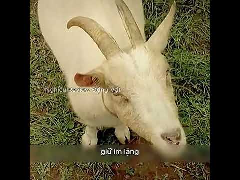 Những con vật này đang bảo vệ chủ nhân đang ngủ của chúng.