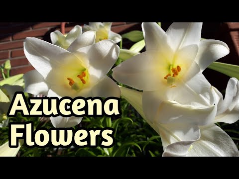 Spring Season In Spain|| Azucena Flowers