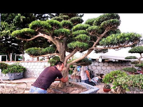 Anh Mão Hải Dương báo giá 700 Triệu cây Tùng La Hán cổ