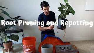Root Pruning and Repotting my Ficus Audrey (Benghalensis)