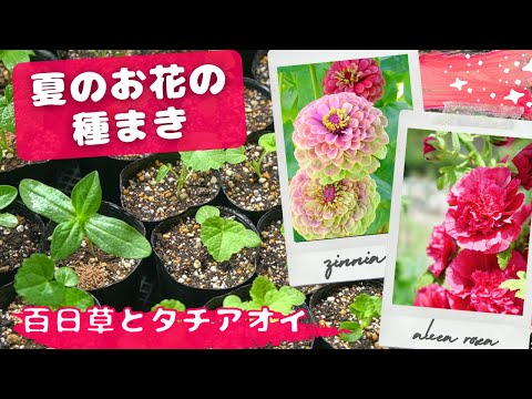 適切な時期にタチアオイの種を保存し、若い植物を移植する