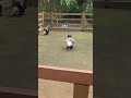 I Ll Eat Chicken