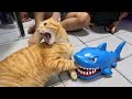 You Can T Stop Laughing At These Cats TOP Funny Cats Video 2025