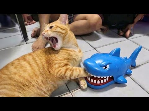 Vous ne pourrez pas vous empêcher de rire devant ces chats top funny cats video 2025