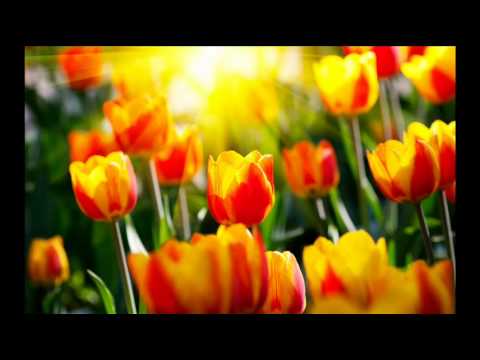 Luigi Ionescu Lalele