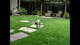 Miss Myrtle Thinks She's "Dora the Explorer"