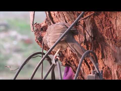 jungle babbler in a feeding frenzy in the morning. Loud call of different birds. Palette de lune
