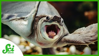 Slowly Solving the Mystery of Turtle Origins