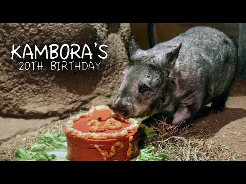 Kambora Wombat's 20th Birthday