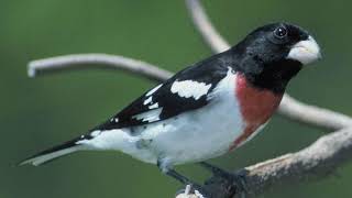 Download lagu Rose-breasted Grosbeak Bird Sound Video: Birds Songs Eastern North America-Nature Sounds for Sleep mp3 Download lagu Rose-breasted Grosbeak Bird Sound Video: Birds Songs Eastern North America-Nature Sounds for Sleep mp3