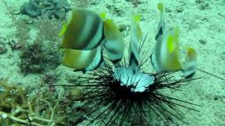preview picture of video 'Several Klein's butterfly fish clean up Triggerfish sea urchin kill'