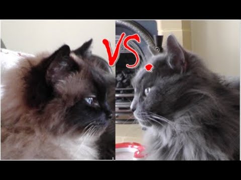 Ragdoll cat brothers have a half hearted fight - Living with Ragdolls