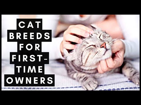 Most Popular Cat Breeds For First Time Owners