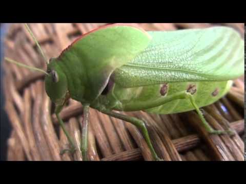 Bladder Grasshopper (Bullacris intermedia)