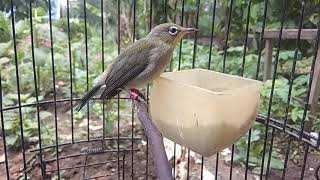 Download lagu anakan pleci jantan mp3 Download lagu anakan pleci jantan mp3