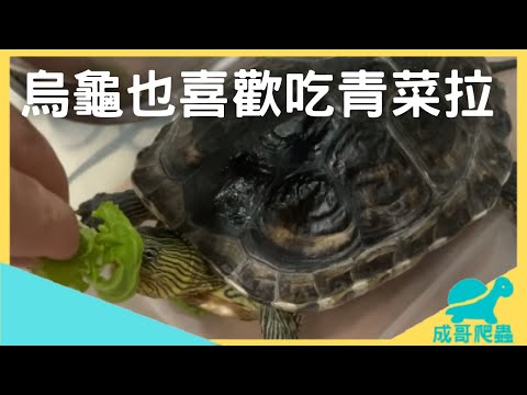 烏龜喜歡吃什麼