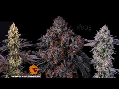 Best cultivars of 2025