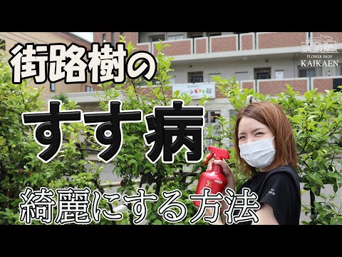 すす状のカビ、黒くてベタベタした葉