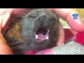 Baby flying-fox does squeaky snores:  this is Bitey Banjo