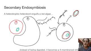 Descendants of Secondary Endosymbiosis: Phaeophyta