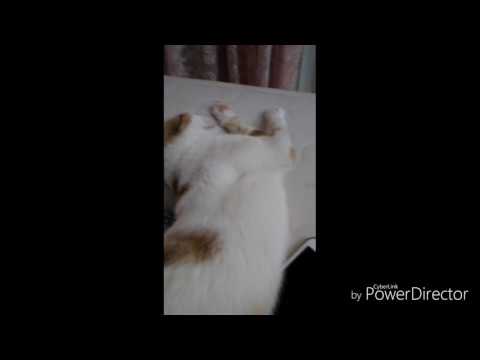 How can wake up your cats when they sleeping