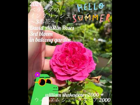 イングリッシュローズ「ムンステッドウッド」 植物