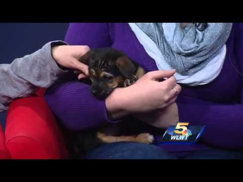 2 rescue groups come together to find dogs a forever home