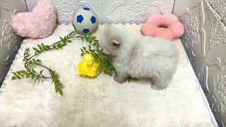 ハーフ犬の動画01