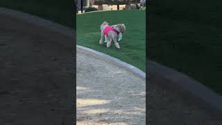 Video preview image #1 Maltipoo Puppy For Sale in Newport Beach, CA, USA