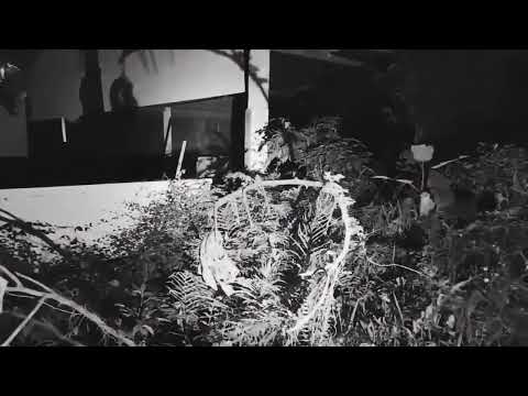 [FREE] СИДОДЖИ ДУБОSHIT + SALUKI + ZAVET TYPE BEAT - "P0RSC4E"(prod. by tripledoublecup)