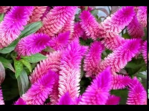 download lagu mp3 mp4 Deep Purple Celosia Caracas Care, download lagu Deep Purple Celosia Caracas Care gratis, unduh video klip Deep Purple Celosia Caracas Care