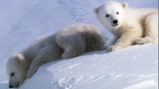 Cool Cute Cubs - Amazing Animal Babies: Polar Bear Cubs (Ep 6) - Earth Unplugged