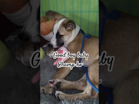 #highlights #marichuvlog #shortvideo #dog #doglover