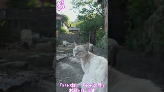 猫」「CAT & PEACE」  #ねこ動画 #保護猫 #ネコムート