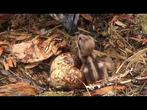 Osprey Feeds Chick