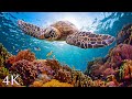 11HRS of 4K Turtle Paradise - Undersea Nature Relaxation Film + Meditation Music by Jason Stephenson