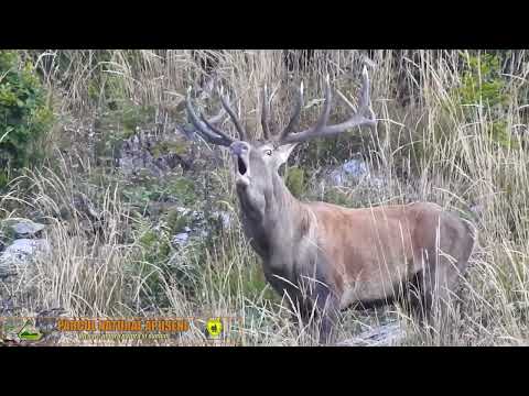 Parcul Natural Apuseni | Boncănitul cerbilor 2025