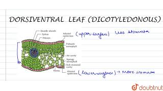 DORSIVENTRAL (DICOTYLEDONOUS) LEAF