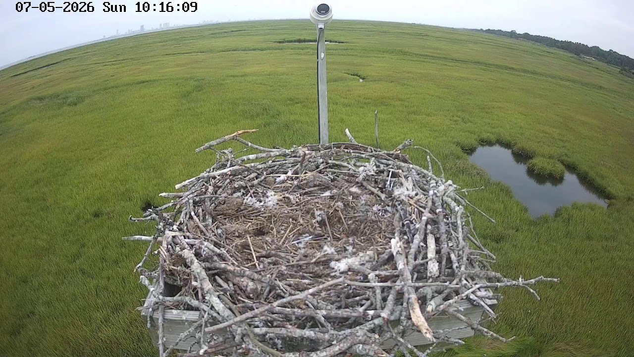 Live webcam view of Osprey Nest Over the Salt Marsh