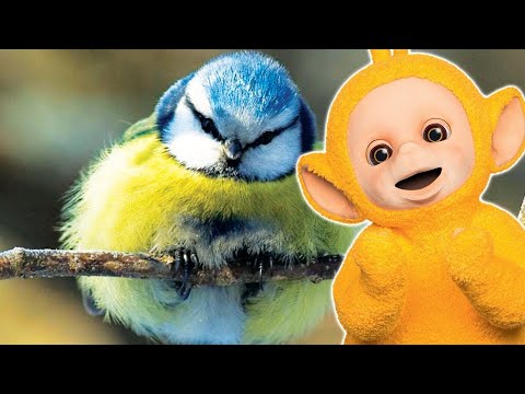 Blue Bird and more Teletubbies - 3 Hours of Teletubbies!