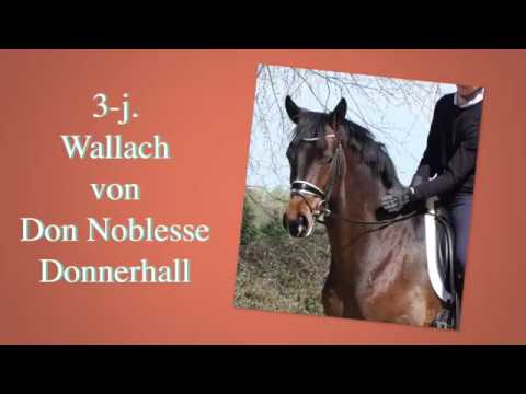 Don Nobless Donnerhall   Groß