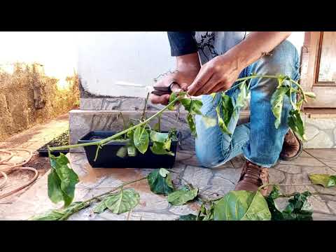 Tutorial: Propagação de Maracujá via Estaquia e Semeadura